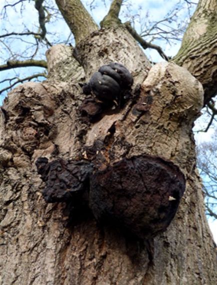 This fungus on the upper surface with old Inonotus hispidus beneath on ash in Basildon, Essex